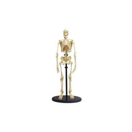 Набор для экспериментов EDU-Toys Модель скелета человека сборная, 24 см (SK057)