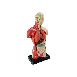 Набор для экспериментов EDU-Toys Анатомическая модель человека сборная 27 см (MK027)