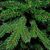 Искусственная сосна Triumph Tree Forest Frosted зеленая с инеем 3,05 м (8711473151534), изображение 2 Искусственная сосна Triumph Tree Forest Frosted зеленая с инеем 3,05 м (8711473151534), изображение 2