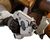 Фигурка для геймеров Blizzard Tracer Statue (B61564), изображение 4 Фигурка для геймеров Blizzard Tracer Statue (B61564), изображение 4