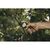 Секатор Fiskars Solid L P361, 26.5 см, 187гр (1057165), изображение 2 Секатор Fiskars Solid L P361, 26.5 см, 187гр (1057165), изображение 2