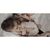 Бутылочка для кормления Lovi Mammafeel 250 мл (21/596), изображение 5 Бутылочка для кормления Lovi Mammafeel 250 мл (21/596), изображение 5