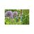 Кусторез Gardena EasyCut 680 B + секатор до 18 мм Classic (арт.8754-20) (12003-30.000.00), изображение 9 Кусторез Gardena EasyCut 680 B + секатор до 18 мм Classic (арт.8754-20) (12003-30.000.00), изображение 9