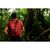 Рюкзак туристический Exped Cloudburst 15 burgundy (018.1140), изображение 8 Рюкзак туристический Exped Cloudburst 15 burgundy (018.1140), изображение 8
