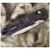 Нож Kershaw Bel Air CF Black (6105CF), изображение 7 Нож Kershaw Bel Air CF Black (6105CF), изображение 7