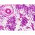Набор микропрепаратов Bresser Histology 30 шт (5985000) (931505), изображение 5 Набор микропрепаратов Bresser Histology 30 шт (5985000) (931505), изображение 5