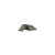 Палатка Wechsel Intrepid 4 TL Laurel Oak (231068) (DAS301734), изображение 4 Палатка Wechsel Intrepid 4 TL Laurel Oak (231068) (DAS301734), изображение 4