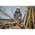 Набір інструментів Toptul Пила ланцюгова акумуляторна DeWalt 18В шина 30см 3/8" без АКБ (DCM565N), зображення 6