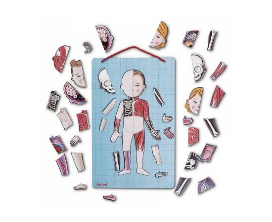 Игровой набор Janod Тело человека (J05491), изображение 2 Игровой набор Janod Тело человека (J05491), изображение 2