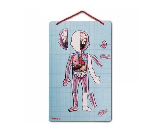 Игровой набор Janod Тело человека (J05491), изображение 3 Игровой набор Janod Тело человека (J05491), изображение 3