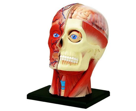 Пазл 4D Master Объемная анатомическая модель Голова человека (FM-626103), изображение 2