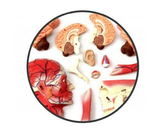 Пазл 4D Master Объемная анатомическая модель Голова человека (FM-626103), изображение 3