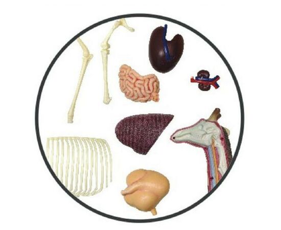 Пазл 4D Master Объемная анатомическая модель Жираф (FM-622011), изображение 3