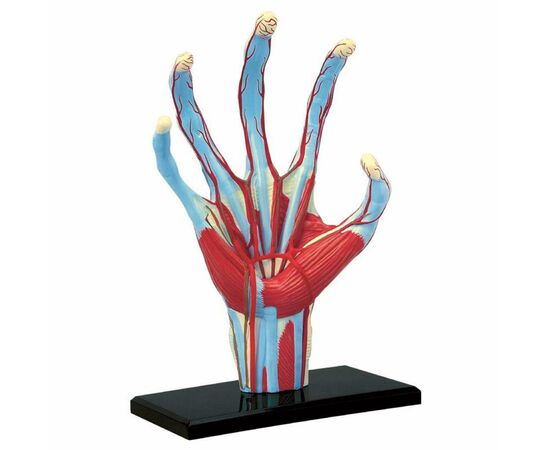 Пазл 4D Master Объемная анатомическая модель Рука человека (FM-626009), изображение 2 Пазл 4D Master Объемная анатомическая модель Рука человека (FM-626009), изображение 2