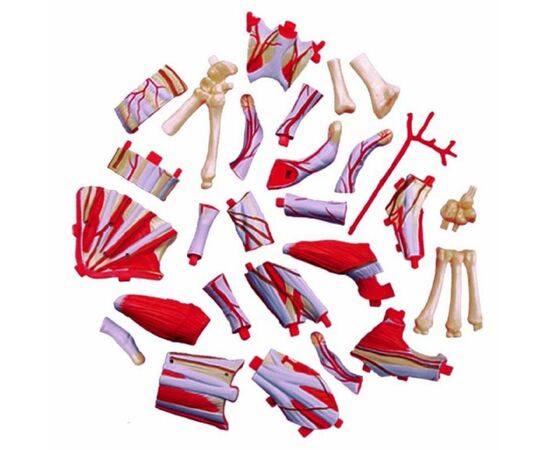 Пазл 4D Master Объемная анатомическая модель Рука человека (FM-626009), изображение 3 Пазл 4D Master Объемная анатомическая модель Рука человека (FM-626009), изображение 3