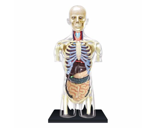 Пазл 4D Master Объемная анатомическая модель Торс человека прозрачный (FM-626108), изображение 2