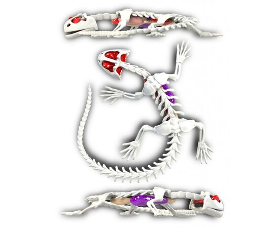 Набор для экспериментов Joker Slimy Lab Анатомия животных - Саламандра (38071), изображение 2 Набор для экспериментов Joker Slimy Lab Анатомия животных - Саламандра (38071), изображение 2