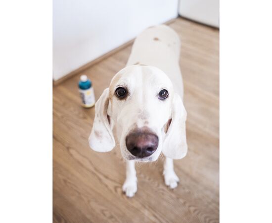 Средство для мытья пола Yope Green Tea Natural Floor Cleaner 1 л (5906874565087), изображение 3