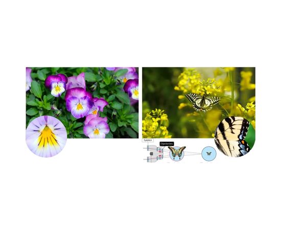 Бинокль Pentax UP 8.5x21 Papillio II (930160), изображение 5 Бинокль Pentax UP 8.5x21 Papillio II (930160), изображение 5