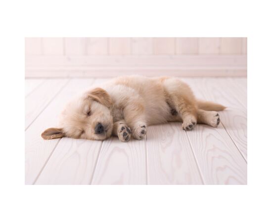 Пылесос Electrolux ESP754IW, изображение 4