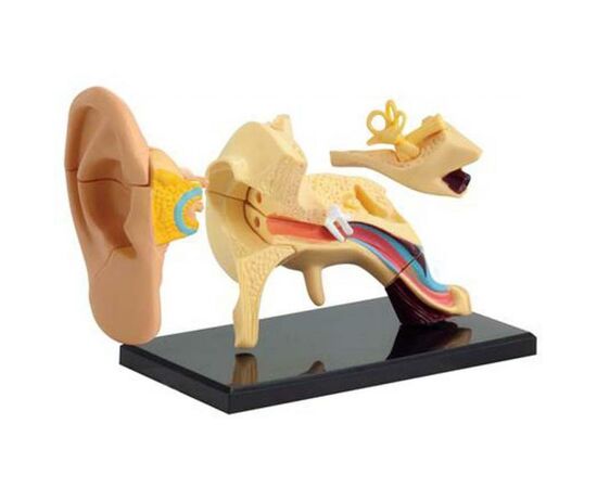 Набор для экспериментов EDU-Toys Модель анатомия уха сборная, 7.7 см (SK012), изображение 2 Набор для экспериментов EDU-Toys Модель анатомия уха сборная, 7.7 см (SK012), изображение 2