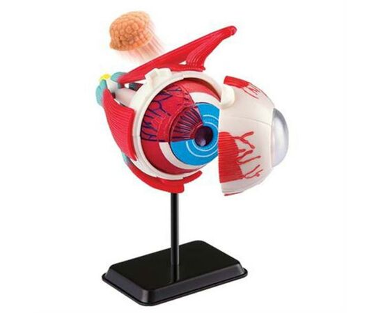 Набор для экспериментов EDU-Toys Модель глазного яблока сборная, 14 см (SK007), изображение 2 Набор для экспериментов EDU-Toys Модель глазного яблока сборная, 14 см (SK007), изображение 2
