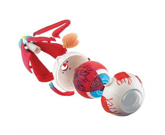 Набор для экспериментов EDU-Toys Модель глазного яблока сборная, 14 см (SK007), изображение 3 Набор для экспериментов EDU-Toys Модель глазного яблока сборная, 14 см (SK007), изображение 3