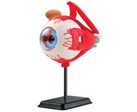 Набір для експериментів EDU-Toys Модель очного яблука збірна, 14 см (SK007)