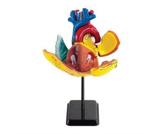 Набор для экспериментов EDU-Toys Модель сердца человека сборная, 14 см (SK009), изображение 2 Набор для экспериментов EDU-Toys Модель сердца человека сборная, 14 см (SK009), изображение 2