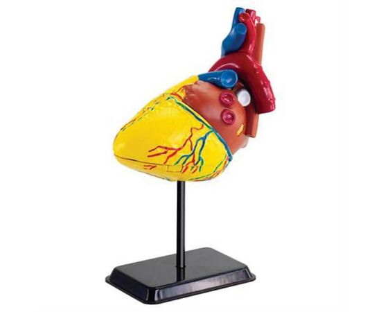 Набір для експериментів EDU-Toys Модель серця людини збірна, 14 см (SK009)