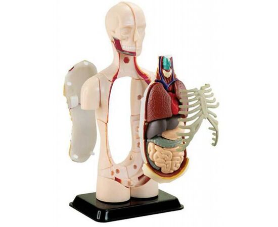 Набор для экспериментов EDU-Toys Модель туловища человека сборная, 12,7 см (SK008), изображение 2 Набор для экспериментов EDU-Toys Модель туловища человека сборная, 12,7 см (SK008), изображение 2