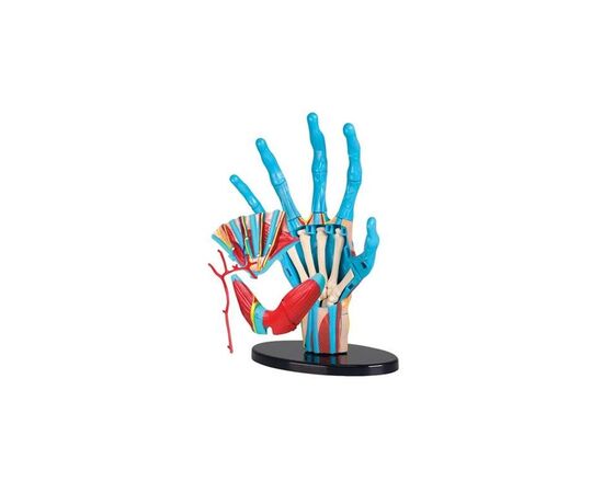 Набор для экспериментов EDU-Toys Модель руки сборная, 16,5 см (SK058), изображение 2 Набор для экспериментов EDU-Toys Модель руки сборная, 16,5 см (SK058), изображение 2