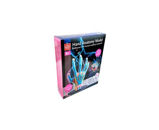 Набор для экспериментов EDU-Toys Модель руки сборная, 16,5 см (SK058), изображение 3 Набор для экспериментов EDU-Toys Модель руки сборная, 16,5 см (SK058), изображение 3