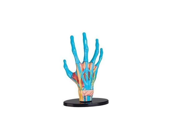Набор для экспериментов EDU-Toys Модель руки сборная, 16,5 см (SK058)