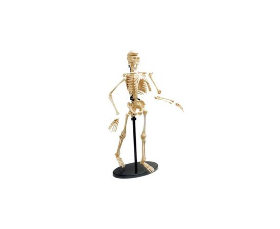 Набор для экспериментов EDU-Toys Модель скелета человека сборная, 24 см (SK057), изображение 2 Набор для экспериментов EDU-Toys Модель скелета человека сборная, 24 см (SK057), изображение 2