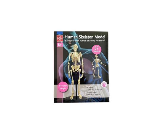 Набор для экспериментов EDU-Toys Модель скелета человека сборная, 24 см (SK057), изображение 3 Набор для экспериментов EDU-Toys Модель скелета человека сборная, 24 см (SK057), изображение 3