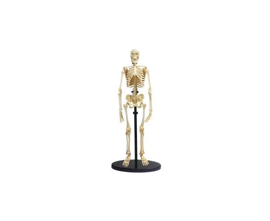 Набір для експериментів EDU-Toys Модель кістяка людини збірна, 24 см (SK057)