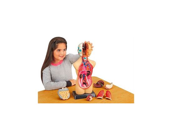 Набор для экспериментов EDU-Toys Анатомическая модель человека сборная 27 см (MK027), изображение 4 Набор для экспериментов EDU-Toys Анатомическая модель человека сборная 27 см (MK027), изображение 4
