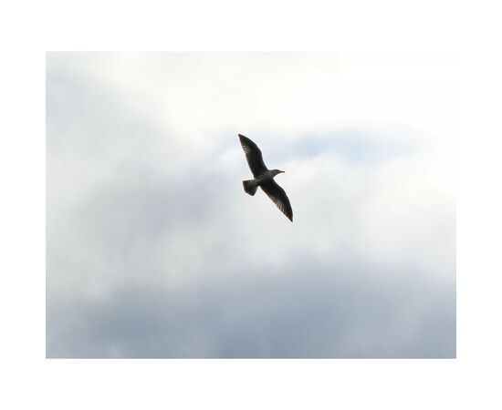 Цифровой фотоаппарат Canon Powershot Zoom White kit (4838C014), изображение 14 Цифровой фотоаппарат Canon Powershot Zoom White kit (4838C014), изображение 14