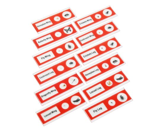 Набор микропрепаратов Sigeta Entrance Будова комах (12 шт) (65122), изображение 4 Набор микропрепаратов Sigeta Entrance Будова комах (12 шт) (65122), изображение 4