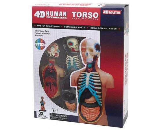 Пазл 4D Master Объемная анатомическая модель Торс человека (FM-626003)