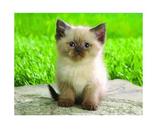 Килимок для мишки Pod Mishkou Сіамський котик