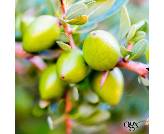 Шампунь OGX Argan oil of Morocco Восстанавливающий 385 мл (0022796976116), изображение 9 Шампунь OGX Argan oil of Morocco Восстанавливающий 385 мл (0022796976116), изображение 9
