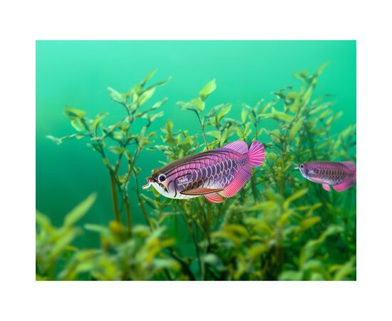 Пазл Eugy 3D Зоопарк: Азиатская арована (XEG-118), изображение 6 Пазл Eugy 3D Зоопарк: Азиатская арована (XEG-118), изображение 6