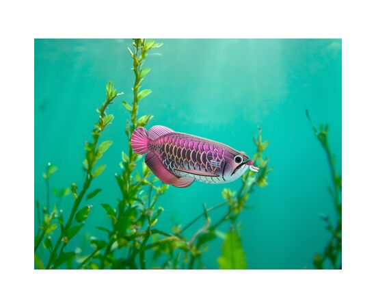 Пазл Eugy 3D Зоопарк: Азиатская арована (XEG-118), изображение 9 Пазл Eugy 3D Зоопарк: Азиатская арована (XEG-118), изображение 9