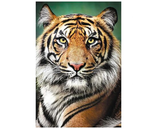 Пазл Trefl Портрет тигра 1500 элементов (5900511262049), изображение 2 Пазл Trefl Портрет тигра 1500 элементов (5900511262049), изображение 2