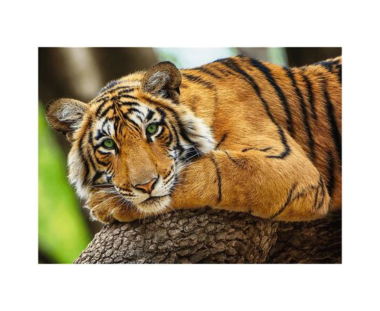 Пазл Trefl Портрет тигра 500 элементов (5900511373974), изображение 2 Пазл Trefl Портрет тигра 500 элементов (5900511373974), изображение 2