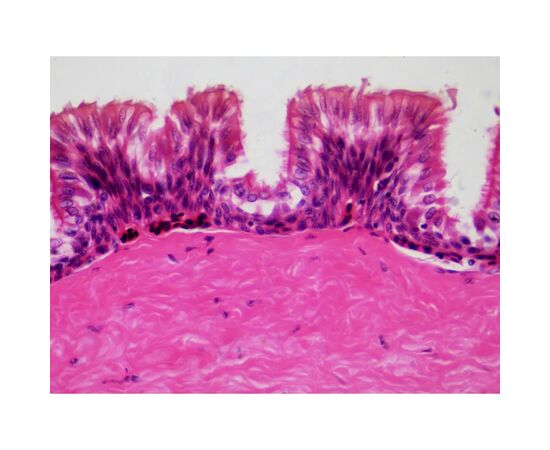 Набор микропрепаратов Bresser Histology 30 шт (5985000) (931505), изображение 4 Набор микропрепаратов Bresser Histology 30 шт (5985000) (931505), изображение 4