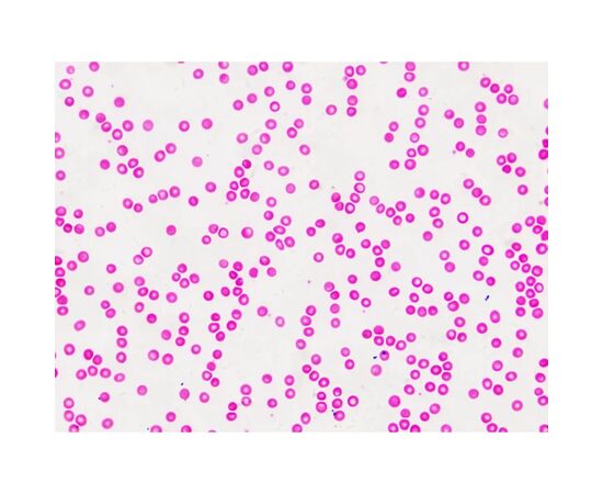 Набор микропрепаратов Bresser Histology 30 шт (5985000) (931505), изображение 7 Набор микропрепаратов Bresser Histology 30 шт (5985000) (931505), изображение 7