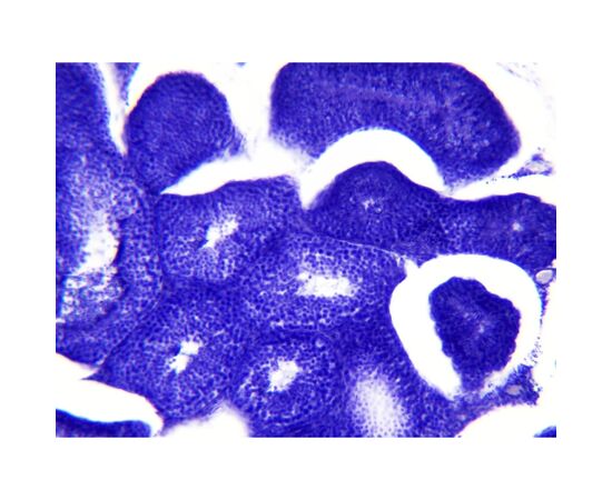 Набор микропрепаратов Bresser Histology 30 шт (5985000) (931505), изображение 8 Набор микропрепаратов Bresser Histology 30 шт (5985000) (931505), изображение 8